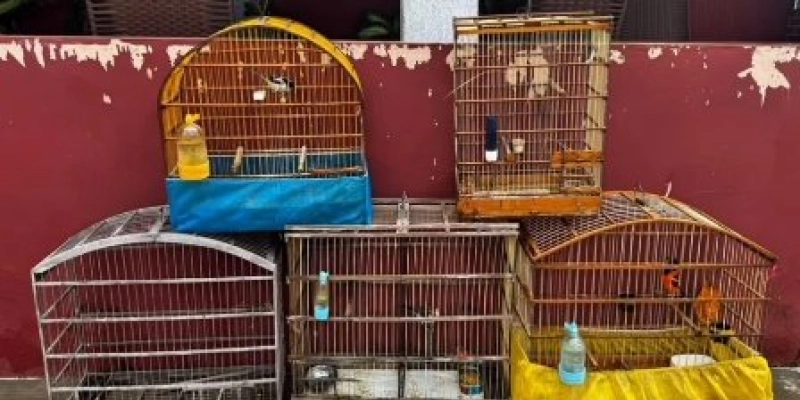 Operação Trapiche apreende 24 aves silvestres mantidas ilegalmente em cativeiro no Sertão da Paraíba