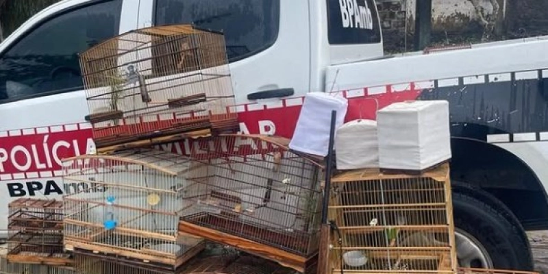 Batalhão Ambiental apreende aves silvestres e arma de fogo durante ação policial 