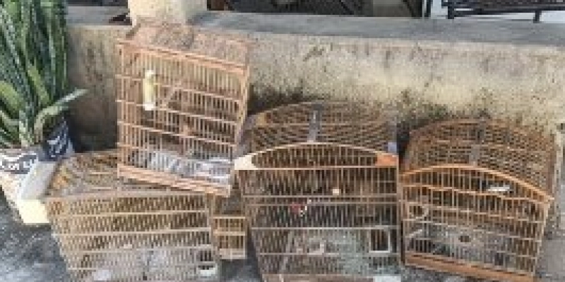 Operação Trapiche resgata aves silvestres e tatu-peba em três cidades do Sertão da Paraíba
