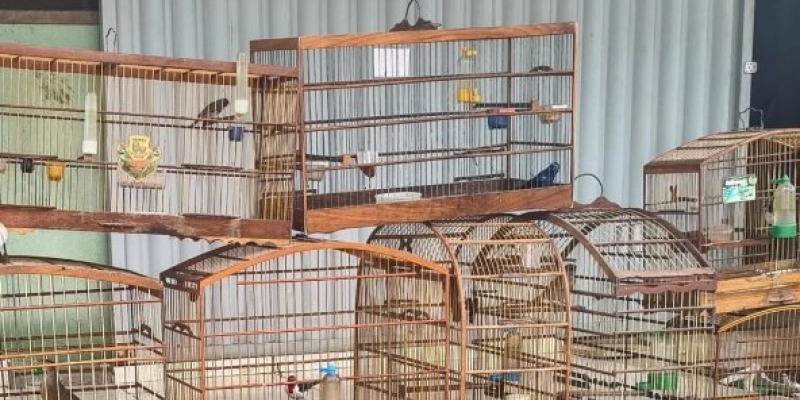 Batalhão Ambiental desmonta cativeiro ilegal com 33 aves silvestres e apreende arma de fogo 