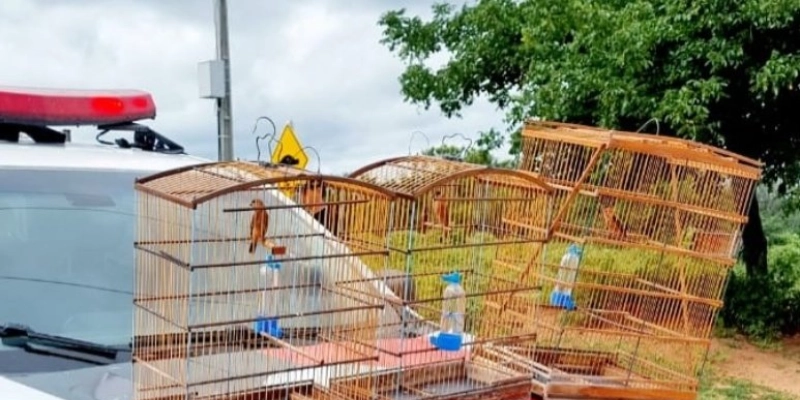 Conscientização ambiental avança e moradores realizam entrega voluntária de aves silvestres em Vista Serrana