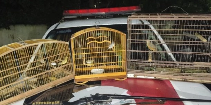 Operação do Batalhão Ambiental apreende aves silvestres e arma de fogo