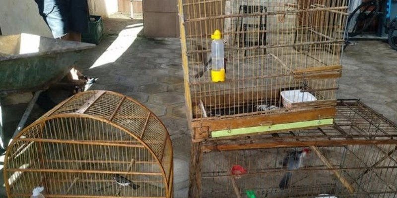 BPMA resgata aves silvestres mantidas ilegalmente em cativeiro em Campina Grande