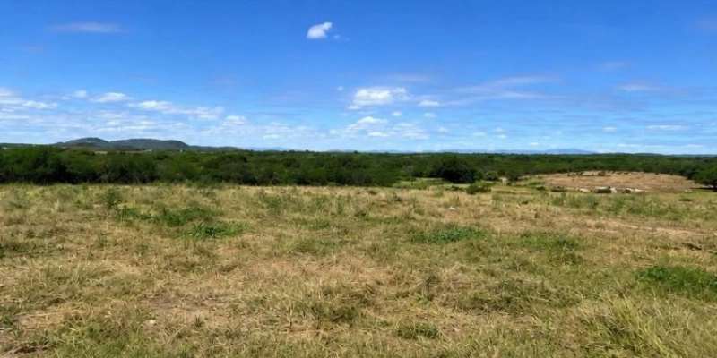 Proprietário é multado em mais de R$ 33 mil por desmatamento ilegal na Paraíba 