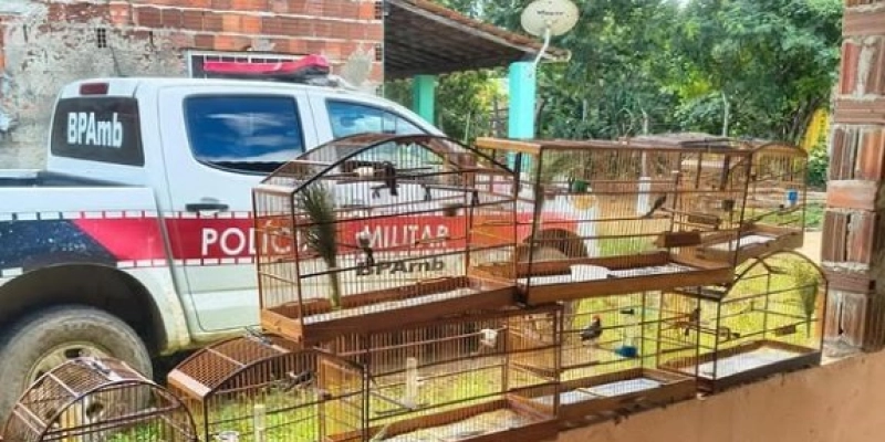 Ação ambiental resulta no resgate de 8 aves e apreensão de revólver calibre .22