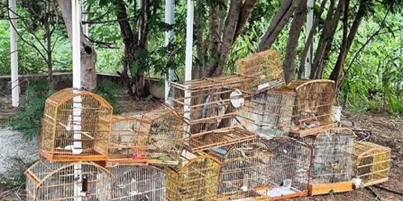 Batalhão Ambiental resgata aves silvestres e aplica mais de R$ 6 mil em multas em Sousa