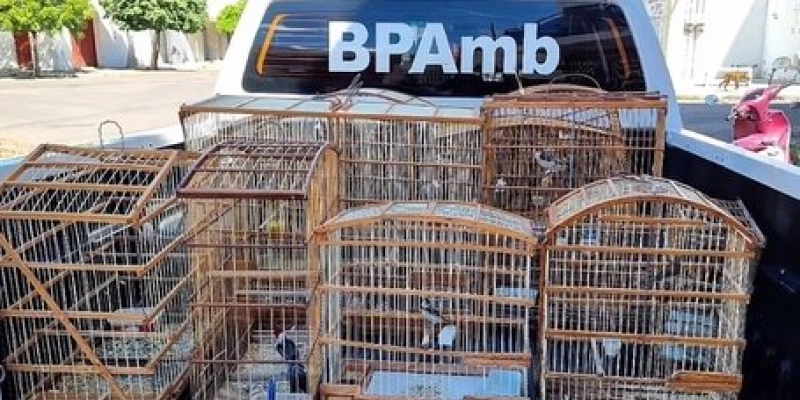 Fiscalização ambiental resgata aves silvestres e aplica mais de R$ 11 mil em multas em Sousa