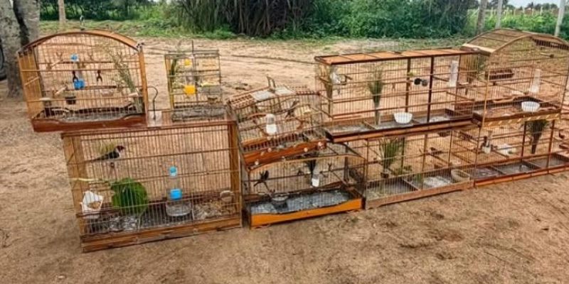 Batalhão Ambiental resgata aves silvestres e aplica multa por cativeiro irregular