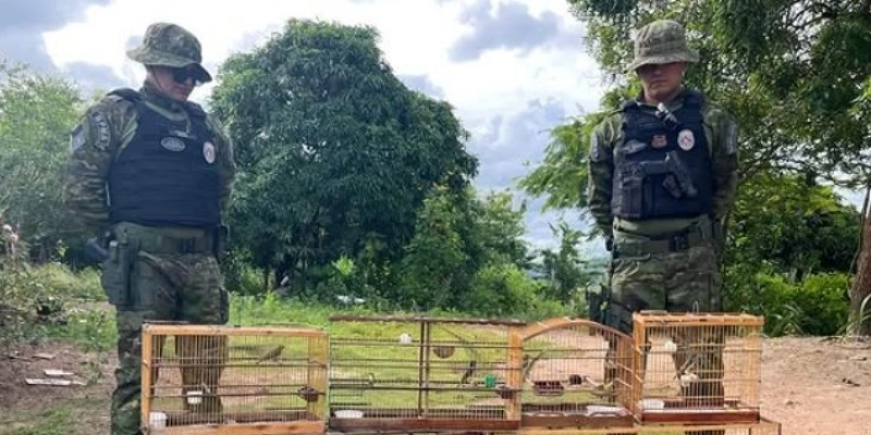 Operação do Batalhão Ambiental resgata aves silvestres e apreende arma de fogo em Guarabira