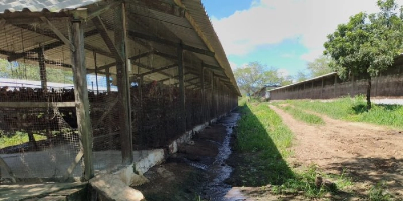  Polícia Civil autua responsável por granja de galinhas pelo crime de poluição em Campina Grande