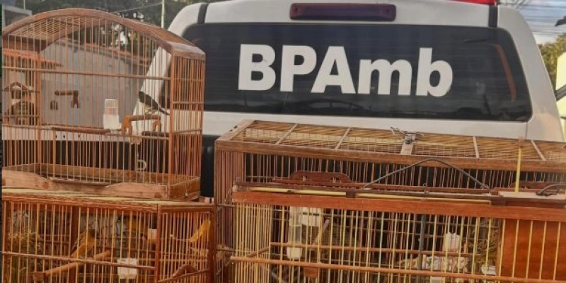 Denúncia leva BPMA a resgatar aves mantidas ilegalmente em cativeiro