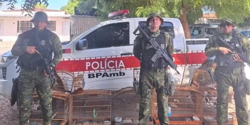 Combate ao cativeiro ilegal de aves marca operação ambiental