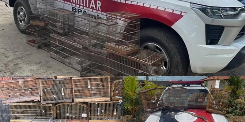 BPMA apreende 35 aves silvestres e autua responsáveis por crimes ambientais na Paraíba