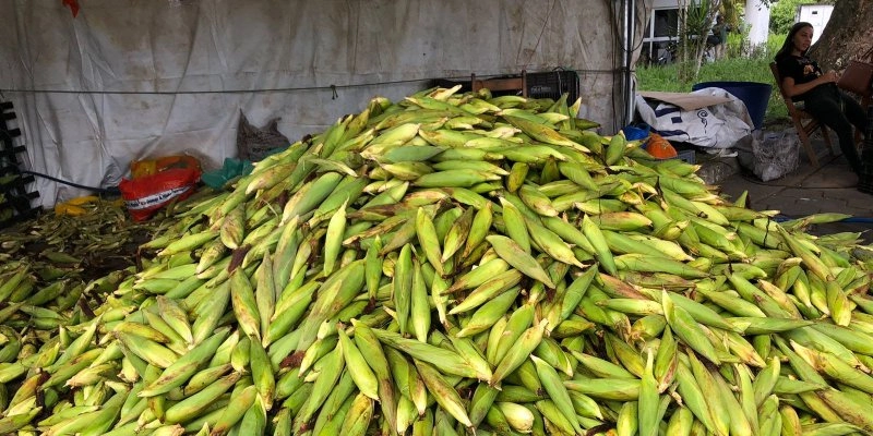 Feira do Milho da Empasa tem previsão de comercializar mais de 400 toneladas