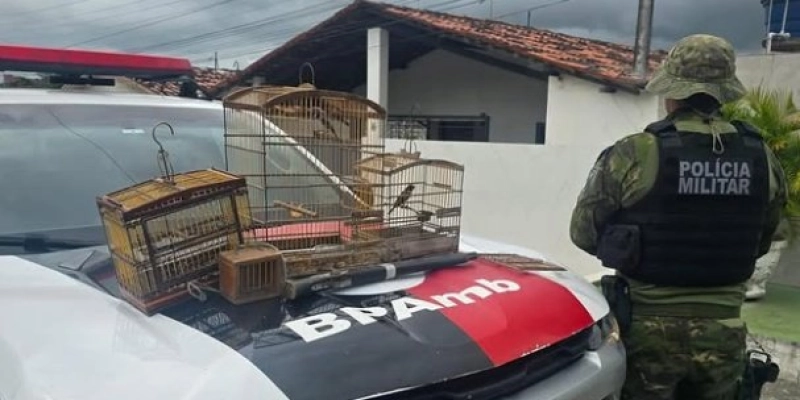BPMA apreende aves silvestres, alçapões e arma artesanal durante operação