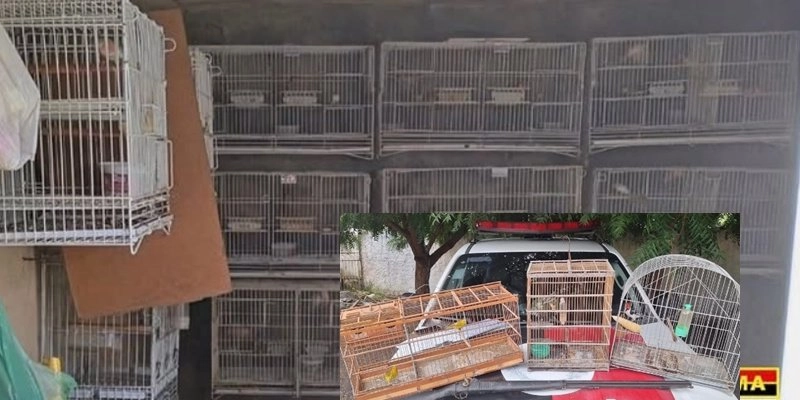 BPMA intensifica combate aos crimes ambientais e apreende aves silvestres e arma artesanal no interior da Paraíba
