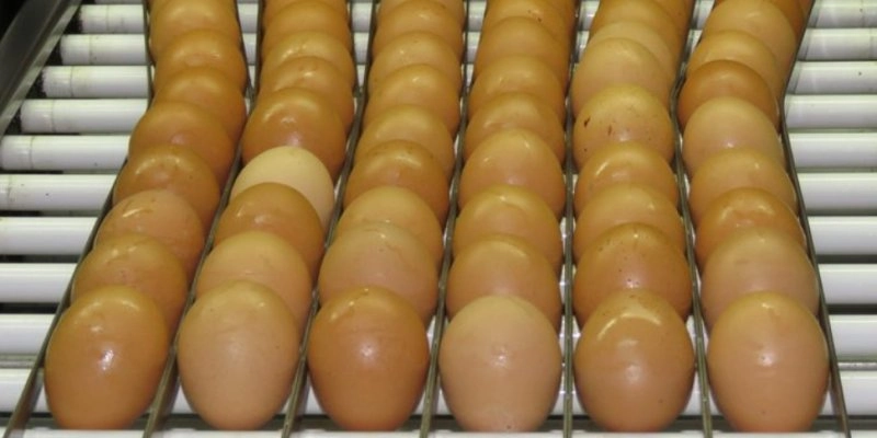 Consumo de ovos deve crescer 6% no Brasil e chegar a 307 por pessoa em 2026