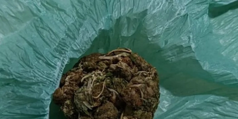 Polícia Militar retira foragido de circulação e flagra jovem com entorpecentes em Cajazeiras