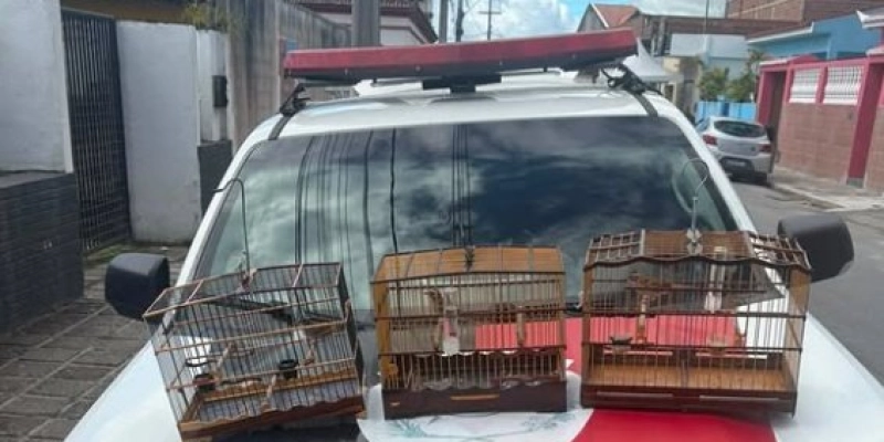BPMA flagra homem transportando aves silvestres de forma ilegal