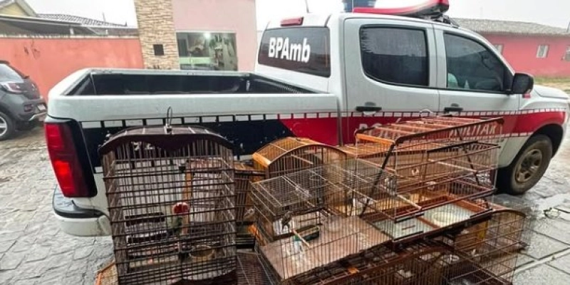 BPMA desarticula cativeiro ilegal e resgata 14 aves silvestres durante operação