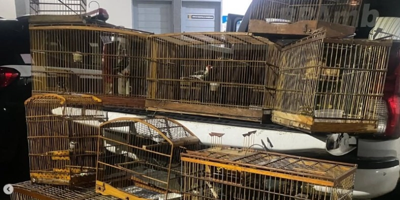 BPMA flagra criação ilegal de aves silvestres e aplica multas