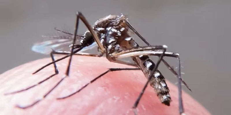 Paraíba confirma seis mortes por dengue e investiga outros dez óbitos em 2026