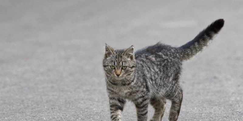 Neste sábado: Saúde realiza Dia D de vacinação antirrábica para imunizar mais de 820 mil animais