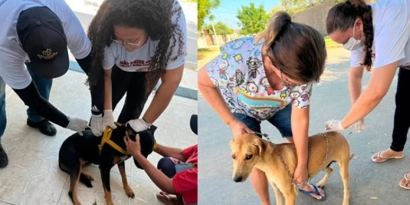 Aparecida vacina 402 cães e gatos durante Dia D da campanha antirrábica