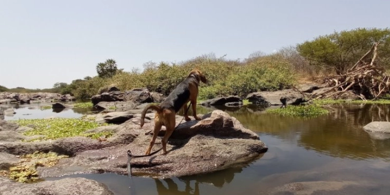 Experiência do Corpo de Bombeiros da Paraíba com cães de busca integra programação da Sociedade Brasileira de Física