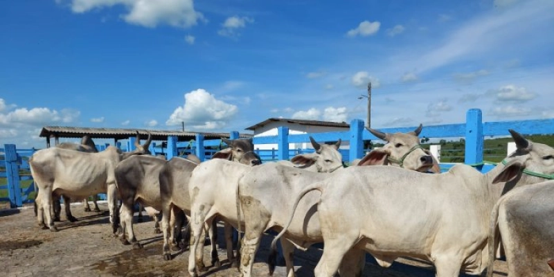 Encontro de Rastreabilidade Bovina é destaque da Exposição Paraíba Agronegócio, nesta quinta-feira (17)