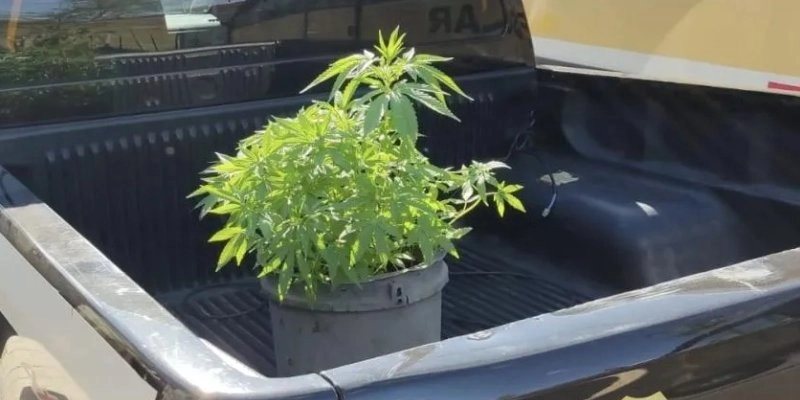 Polícia encontra cerca de 30 pés de maconha cultivados em residência, no sertão paraibano 