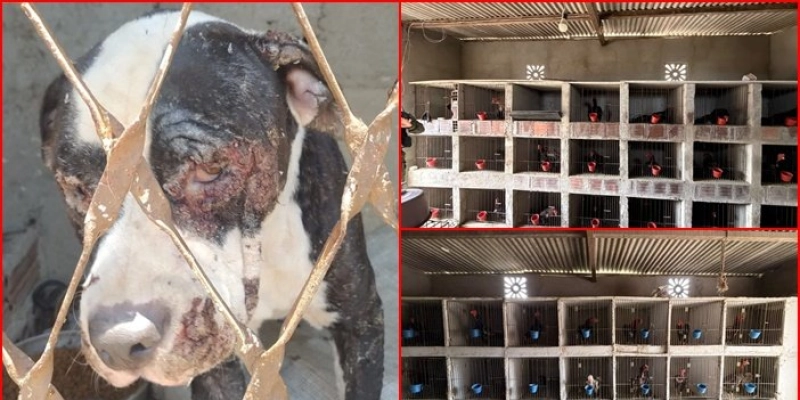 Polícia Civil deflagra ação para investigar homicídio e acaba prendendo suspeitos por maus tratos a animais