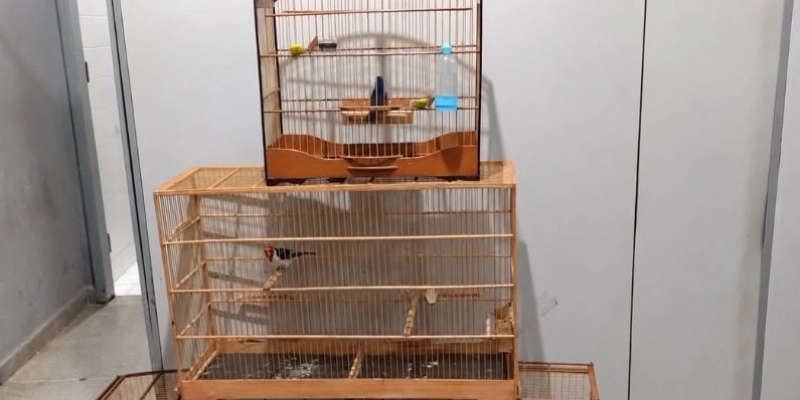 Homem preso por tráfico de drogas é multado em mais de R$ 2,3 mil por manter aves silvestres em cativeiro na Paraíba
