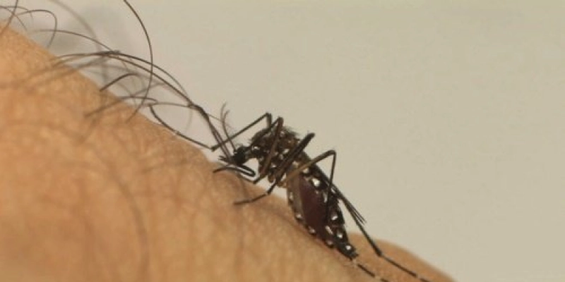 Saúde da Paraíba divulga novo boletim das arboviroses e reforça orientações de prevenção