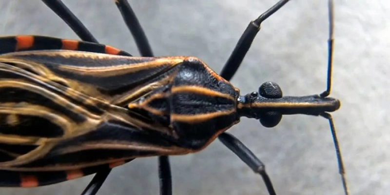 Wellington Roberto defende investimentos em moradia de alvenaria para prevenir doença de Chagas