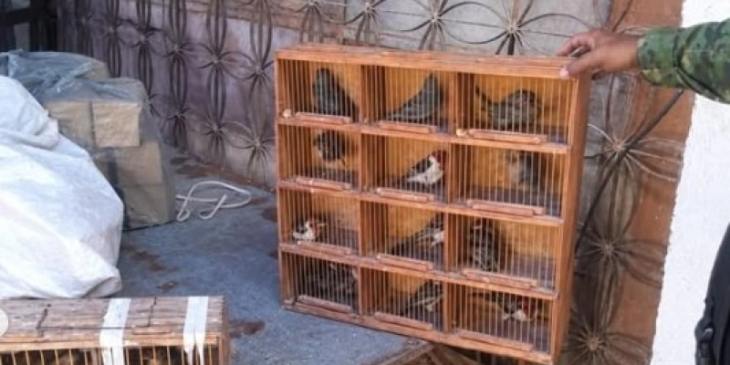 Nove aves morrem após serem encontradas em condições precárias durante fiscalização