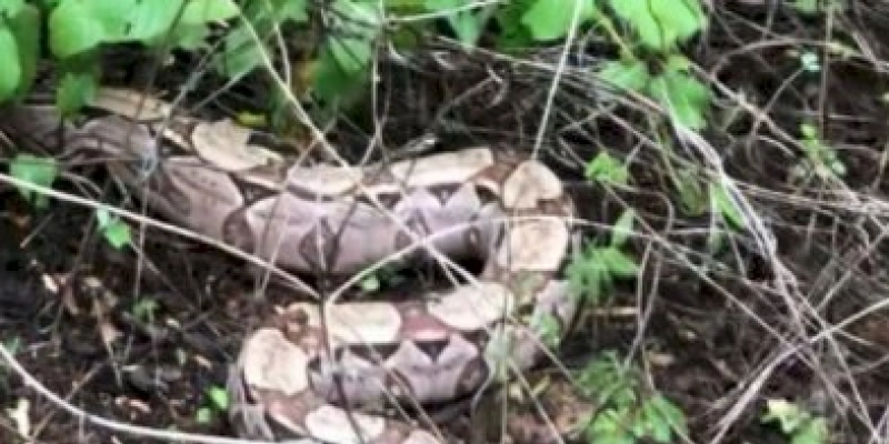 SERTÃO - Cobra encontrada nas proximidades de colégio é resgatada pelo Corpo de Bombeiros 
