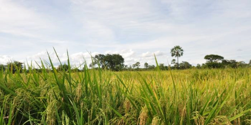 Produtores de São João do Rio do Peixe comemoram colheita do arroz vermelho