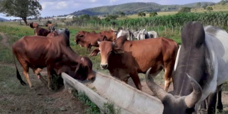 Vacinação contra febre aftosa é prorrogada até 17 de dezembro