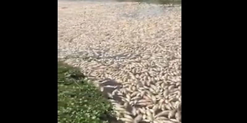 Piracema: Milhares de peixe aparecem mortos em leito de Rio no Sertão 