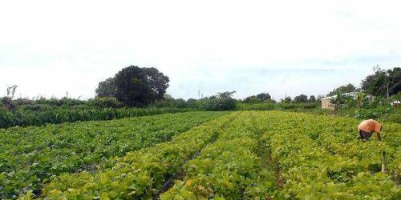 Agricultores familiares do Nordeste vão ter oferta de serviços de consultoria agrícola online