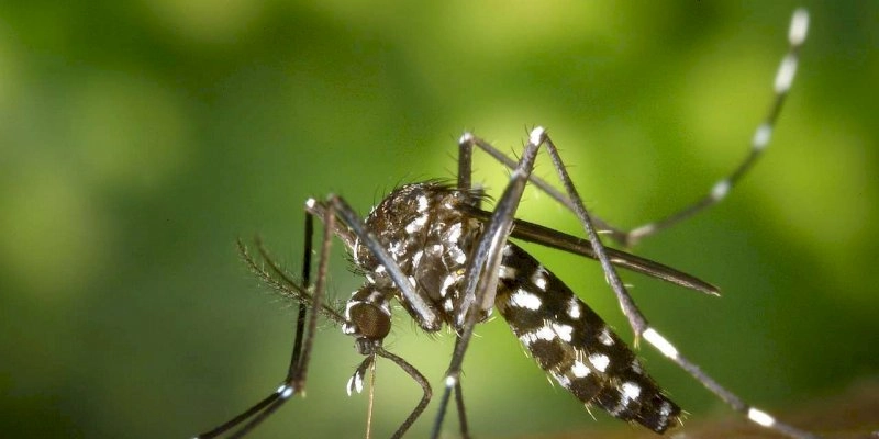 Saúde alerta sobre a importância da investigação laboratorial das doenças causadas por mosquito
