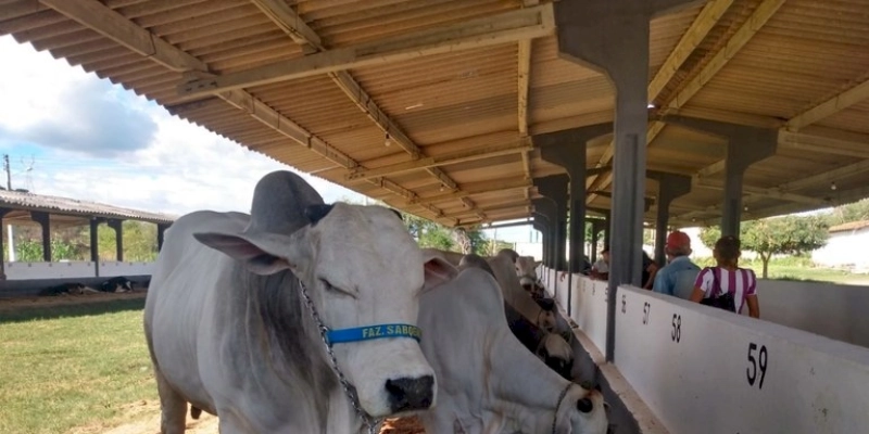 Criadores mostram potencial da pecuária bovina e caprina no Vale do Piancó na Expoleite