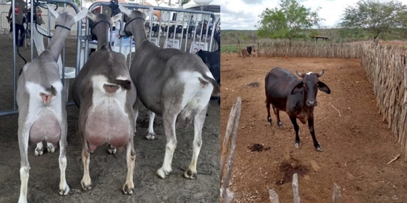 Empaer e parceiros promovem 16º Festival do Leite Caprino e Bovino em Santa Cecília