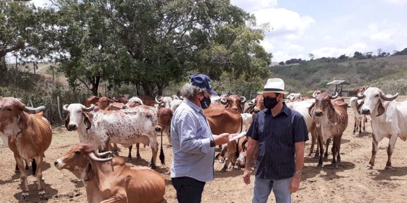 Empaer realiza leilão virtual de animais da raça GIR na Estação de Umbuzeiro