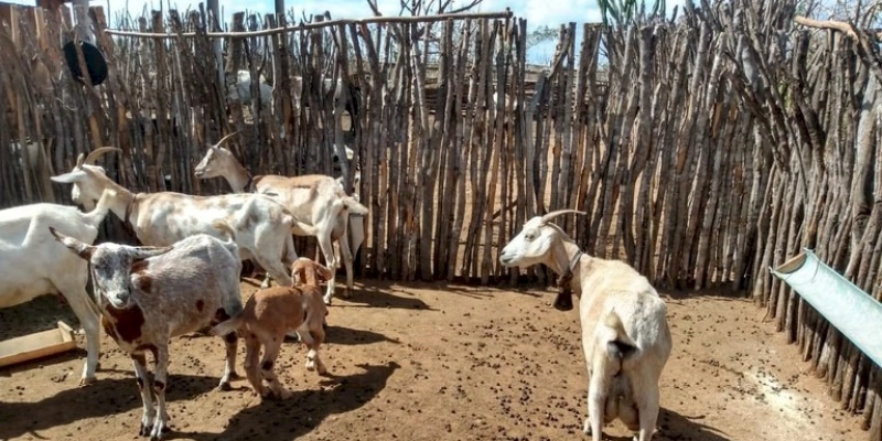 Assentados de Cabaceiras assistidos pela Empaer melhoram renda e qualidade de vida