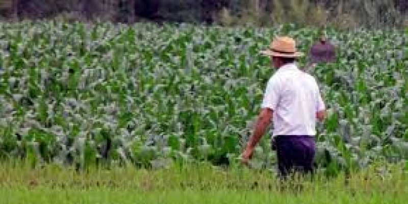 Produtores têm até segunda para aderir ao Refis Rural