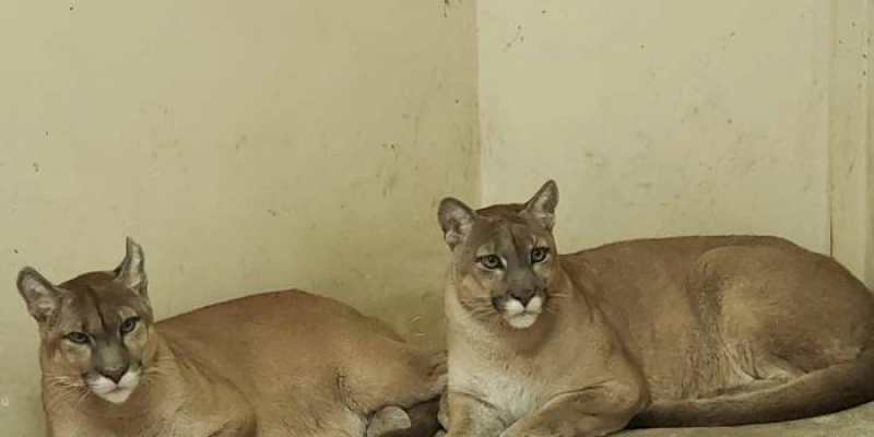 Parque Zoobotânico Arruda Câmara é refúgio para animais vítimas de maus tratos e preservação de espécies