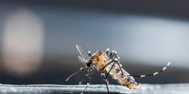 994 municípios brasileiros estão em situação de risco de surto de dengue, zika e chikungunya