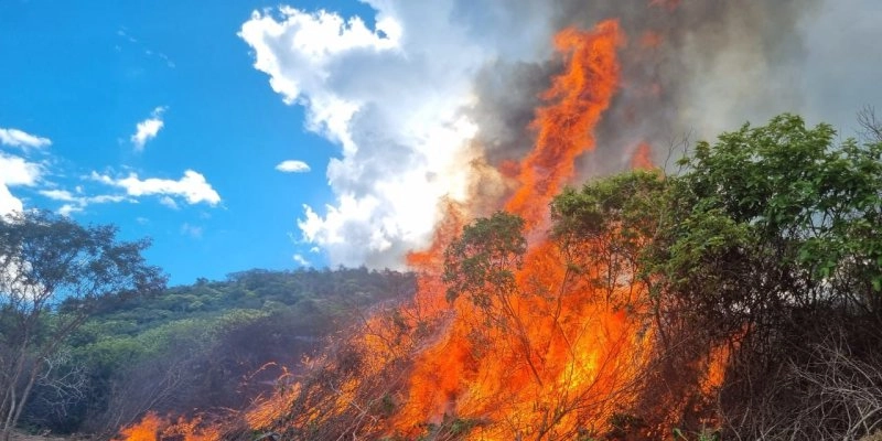 Operação conjunta erradica plantação de maconha na divisa dos Estados da Paraíba e Pernambuco
